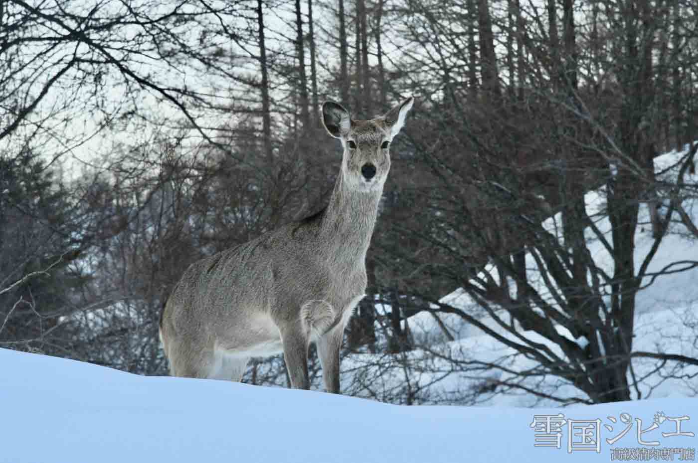 日本人とジビエの歴史 雪国ジビエの魅力 雪国ジビエ 公式ストア